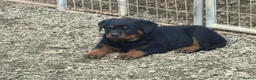 Rottweiler dogs for sale: 🎶Excellent top big 🧸bones quality pups🧸🧸 - Advert 1