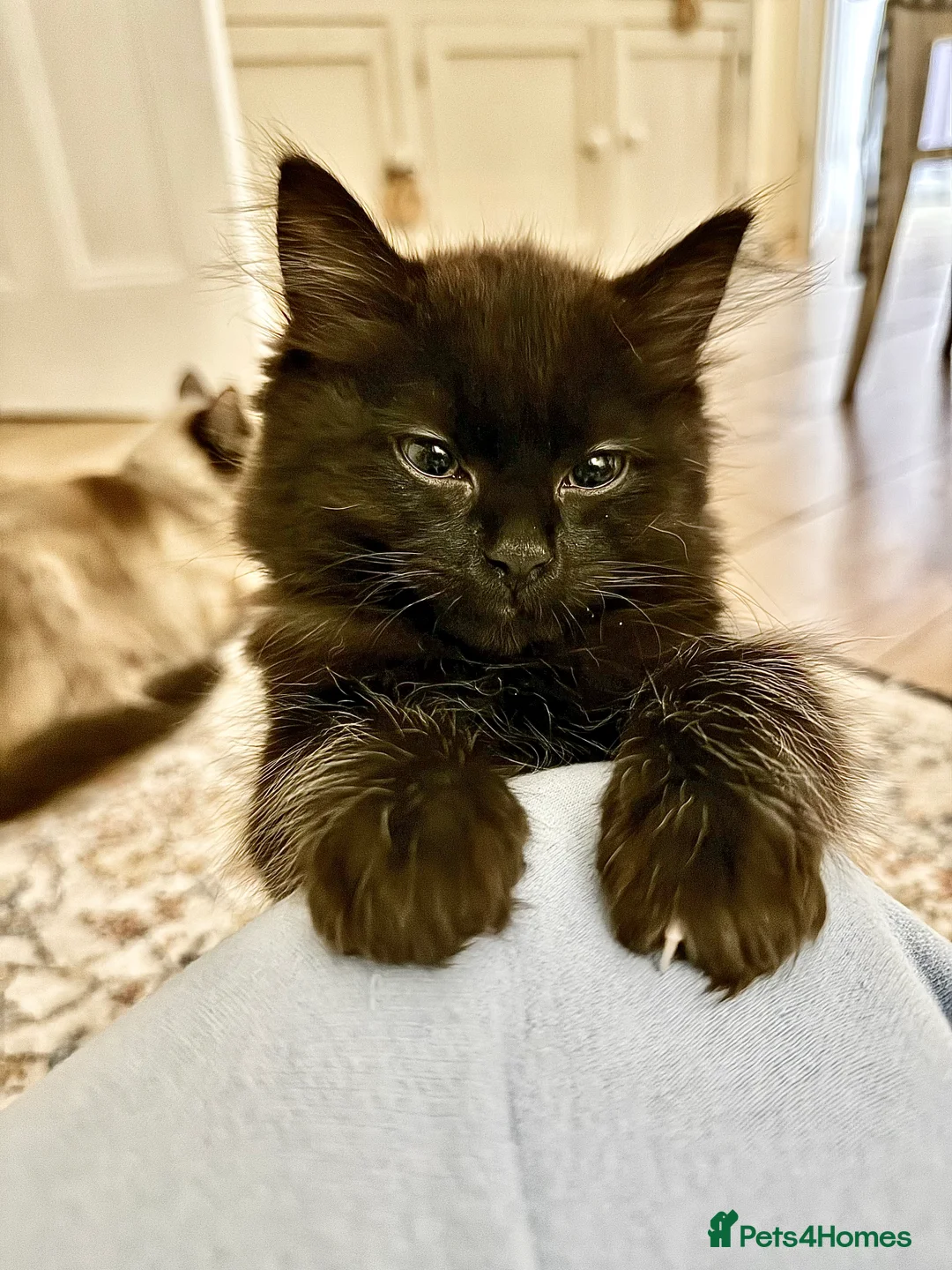 Ragdoll cats for sale: Adorable Ragdoll/ Maine Coon Mix for Forever Homes - Advert 4