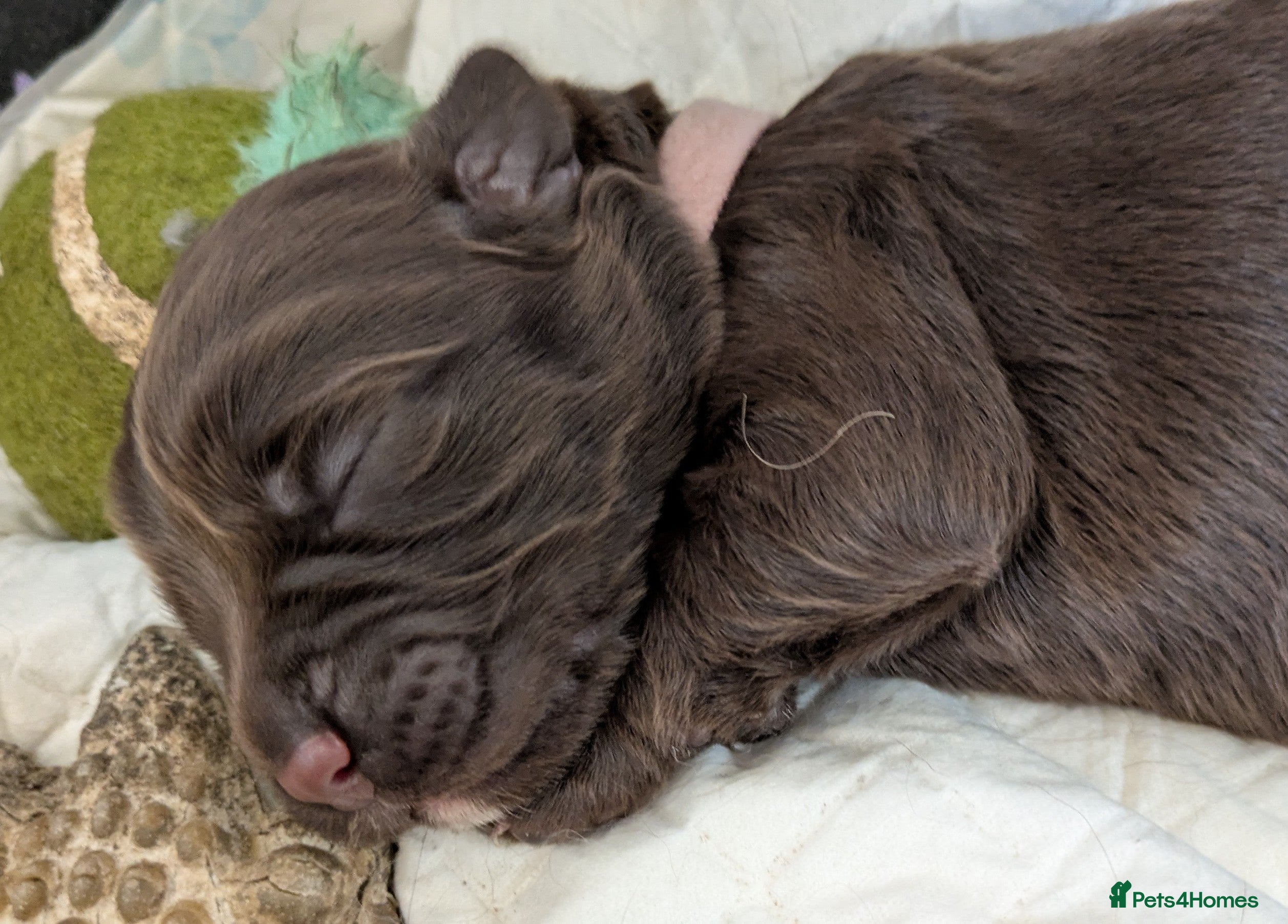 Sprocker dogs for sale: Sprocker puppies in Scunthorpe - Advert 6