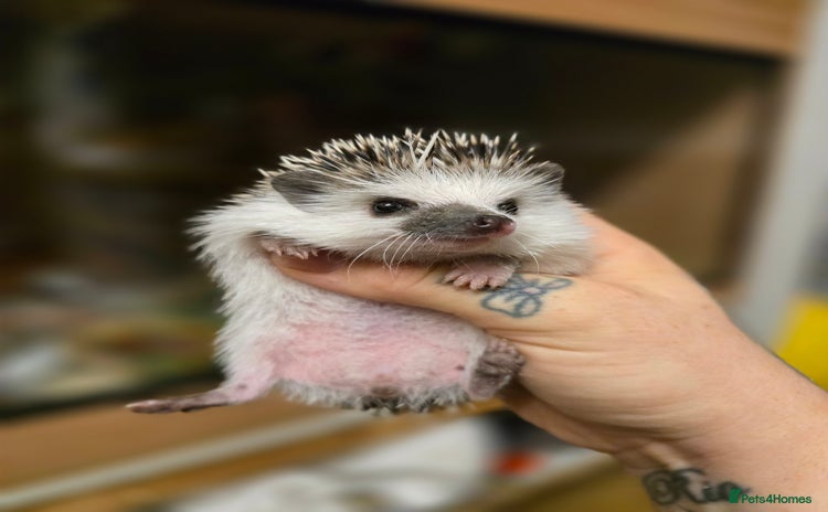 Pygmy Hedgehog rodents - Advert 1