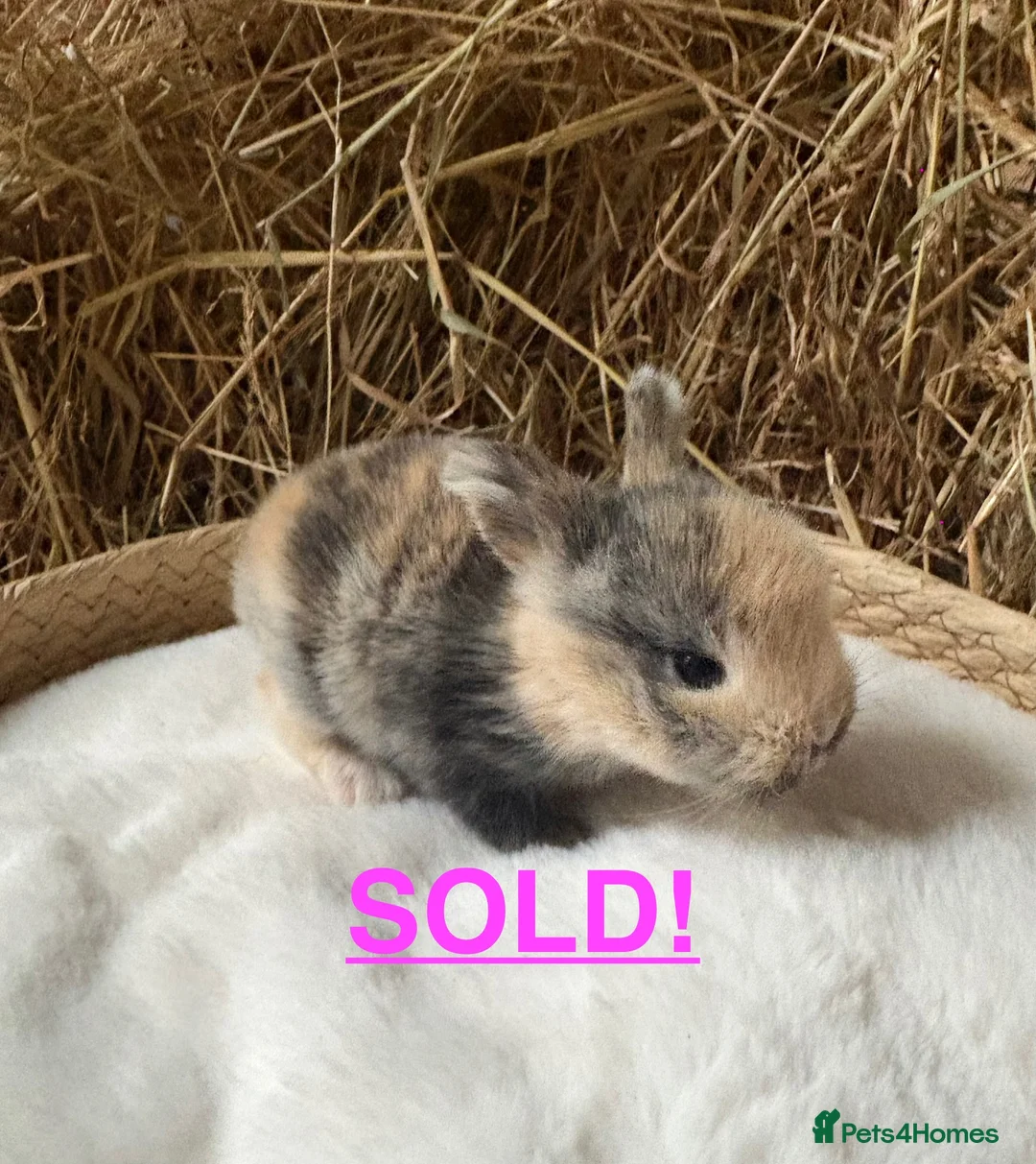 Mini Lop rabbits for sale: Mini lops for sale - Advert 6