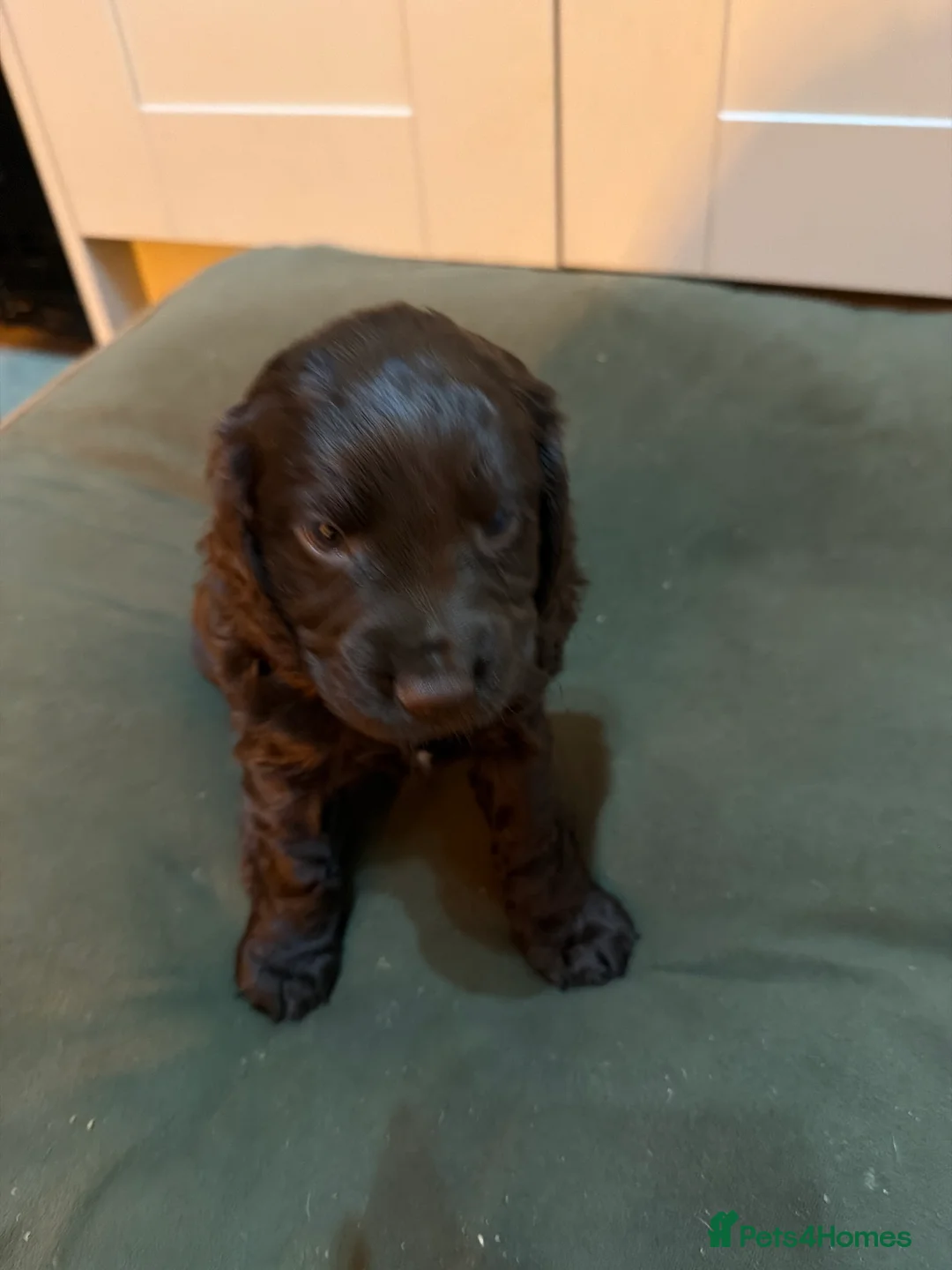 Cocker Spaniel dogs for sale: Quality working cocker spaniel pups - Advert 3