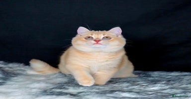 British Shorthair cats - Advert 15