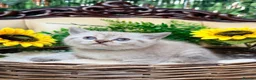 British Shorthair cats for sale: Silver tipped British Shorthair kittens - Advert 12