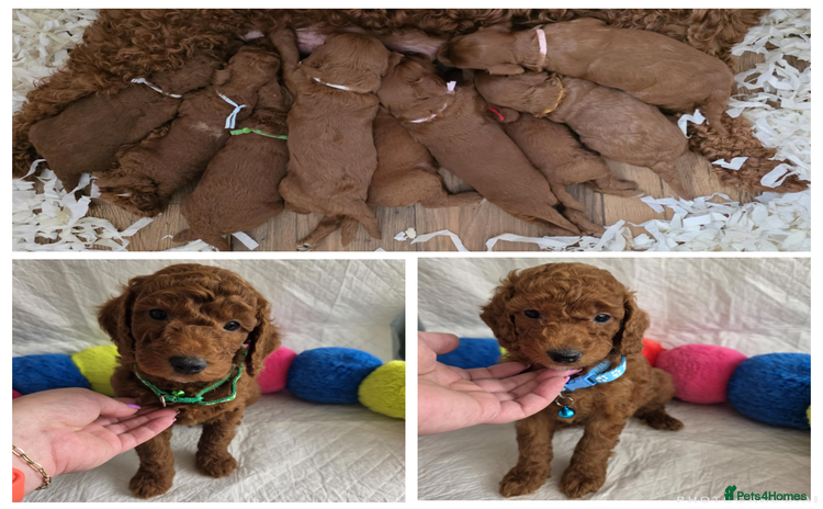 Goldendoodle dogs - Advert 2