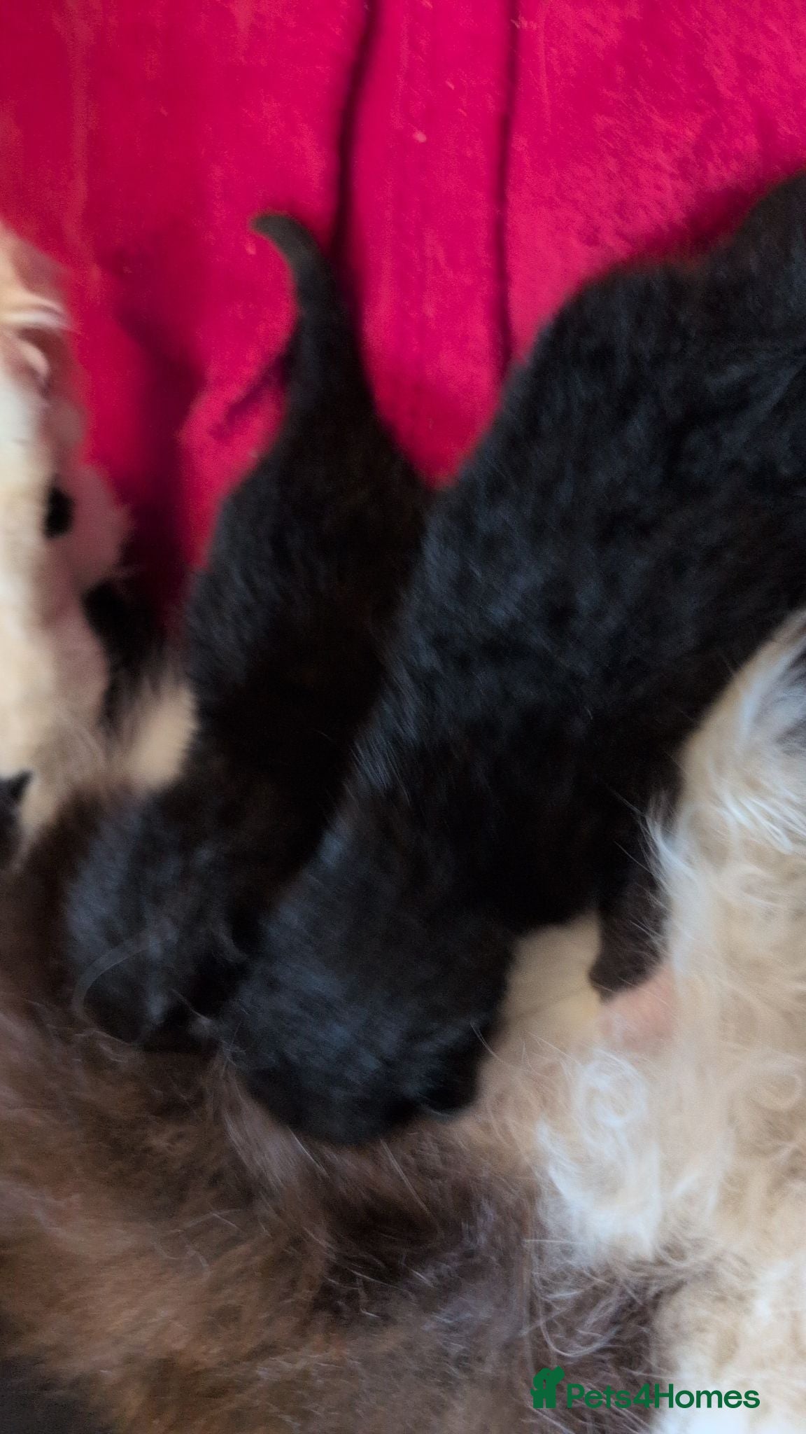 Mixed Breed cats Ragdoll X Kittens - Advert 10