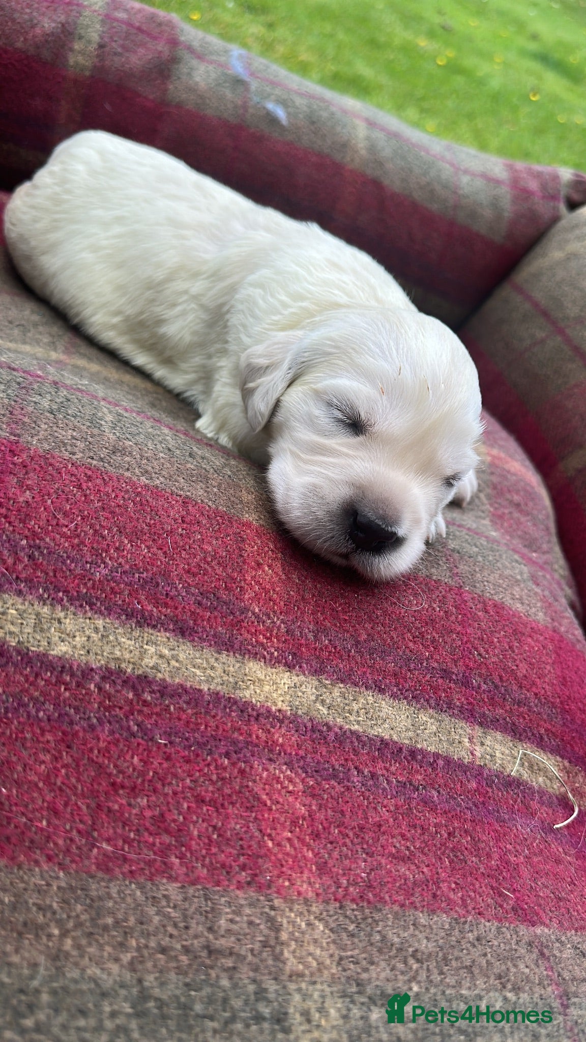 Golden Retriever dogs Superb Golden Retriever Kennel Club Registered  - Advert 2