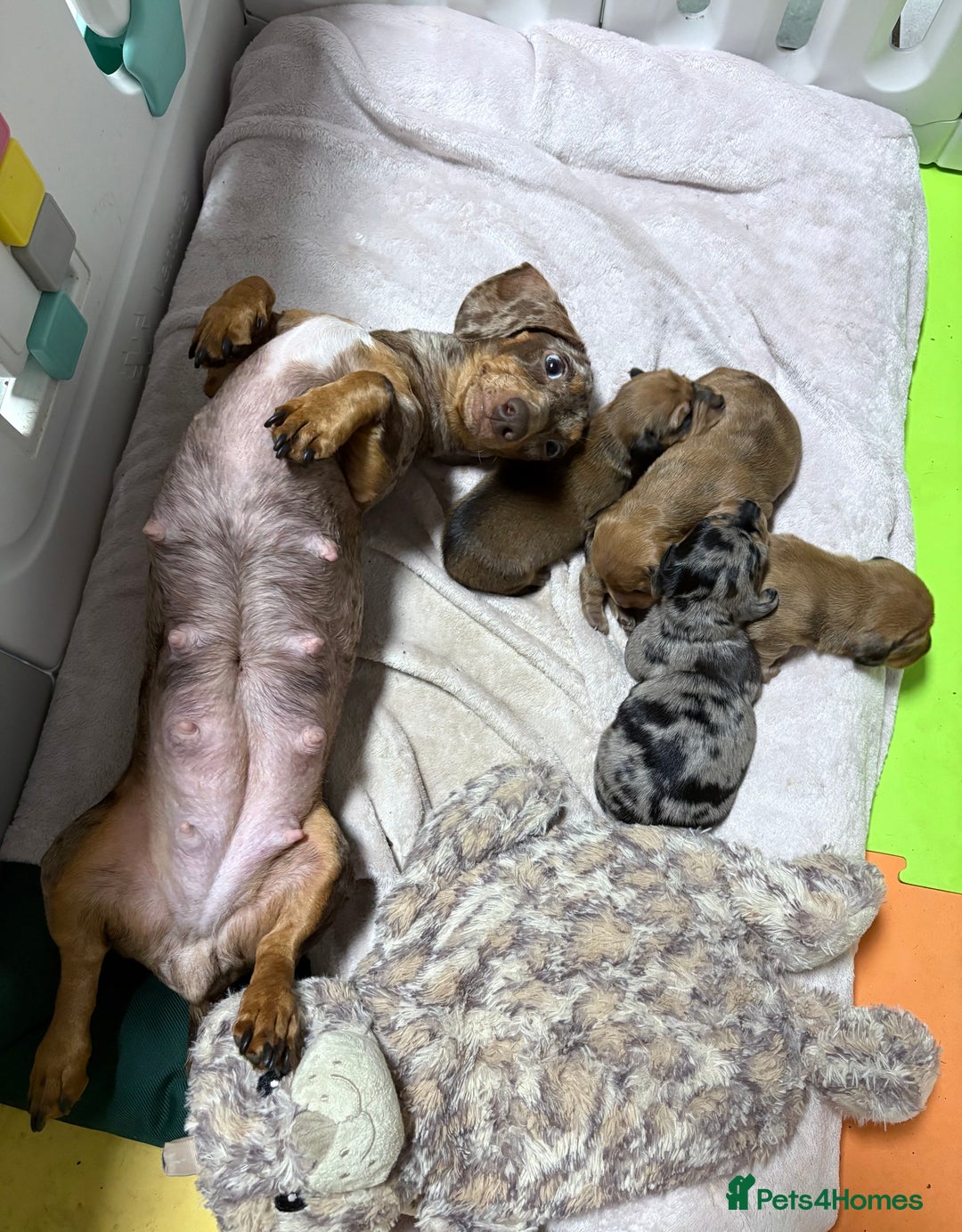 Miniature Dachshund dogs for sale: Miniature Dachshund Puppies💕 - Advert 1
