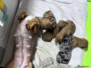 Miniature Dachshund dogs Miniature Dachshund Puppies💕 - Advert 1