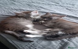 Maine Coon cats for sale: 🌟 Maine Coon Kittens Looking for Loving Homes 🌟 - Image 7