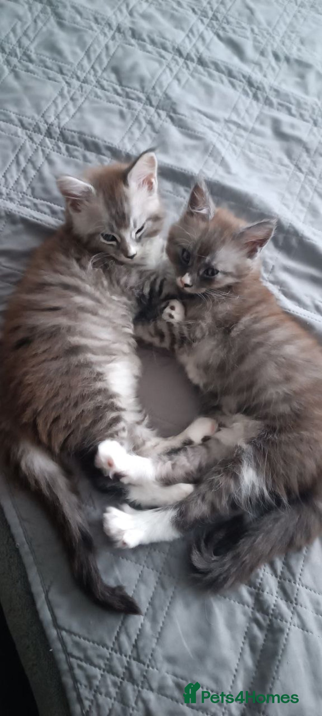 Maine Coon cats for sale: 🌟 Maine Coon Kittens Looking for Loving Homes 🌟 - Image 7