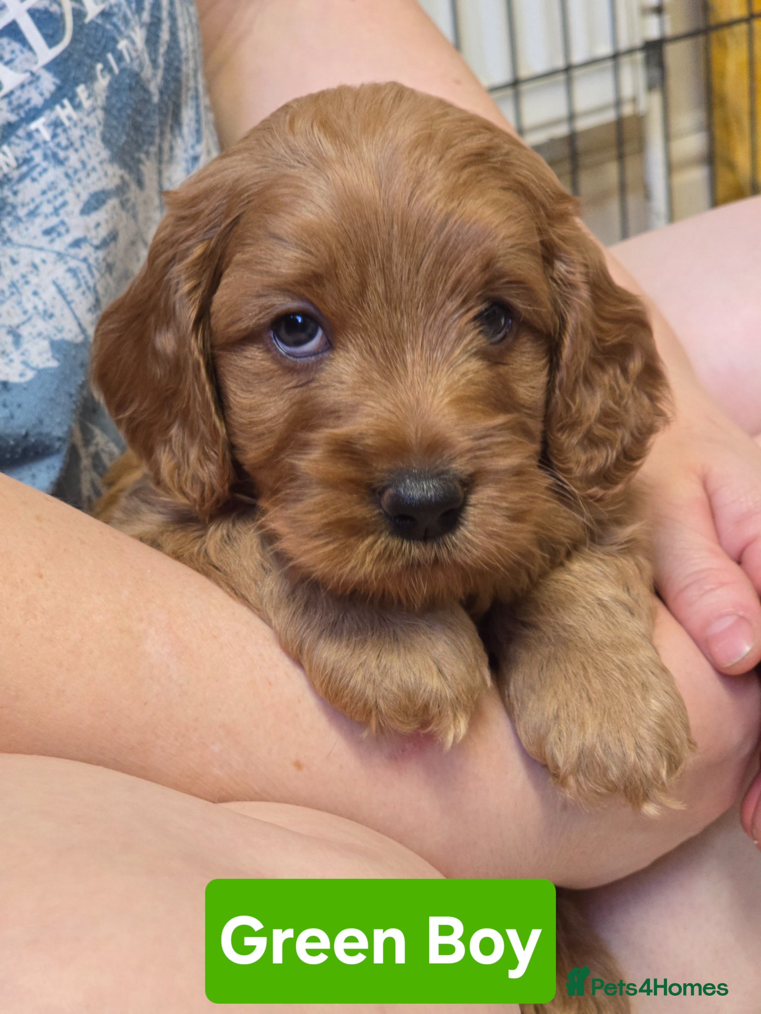 Cockapoo dogs  Beautiful F1 Cockapoos - Advert 2