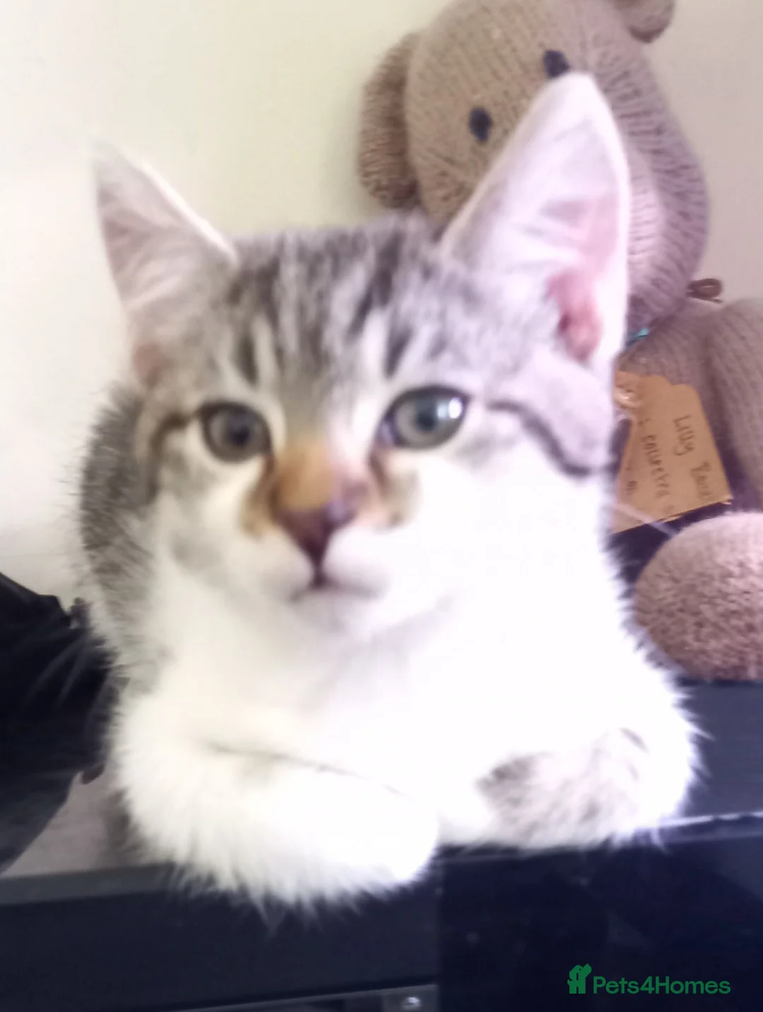 Mixed Breed cats for sale: Doris - Advert 1