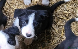 Border Collie dogs for sale: collie pups for working homes - Advert 13