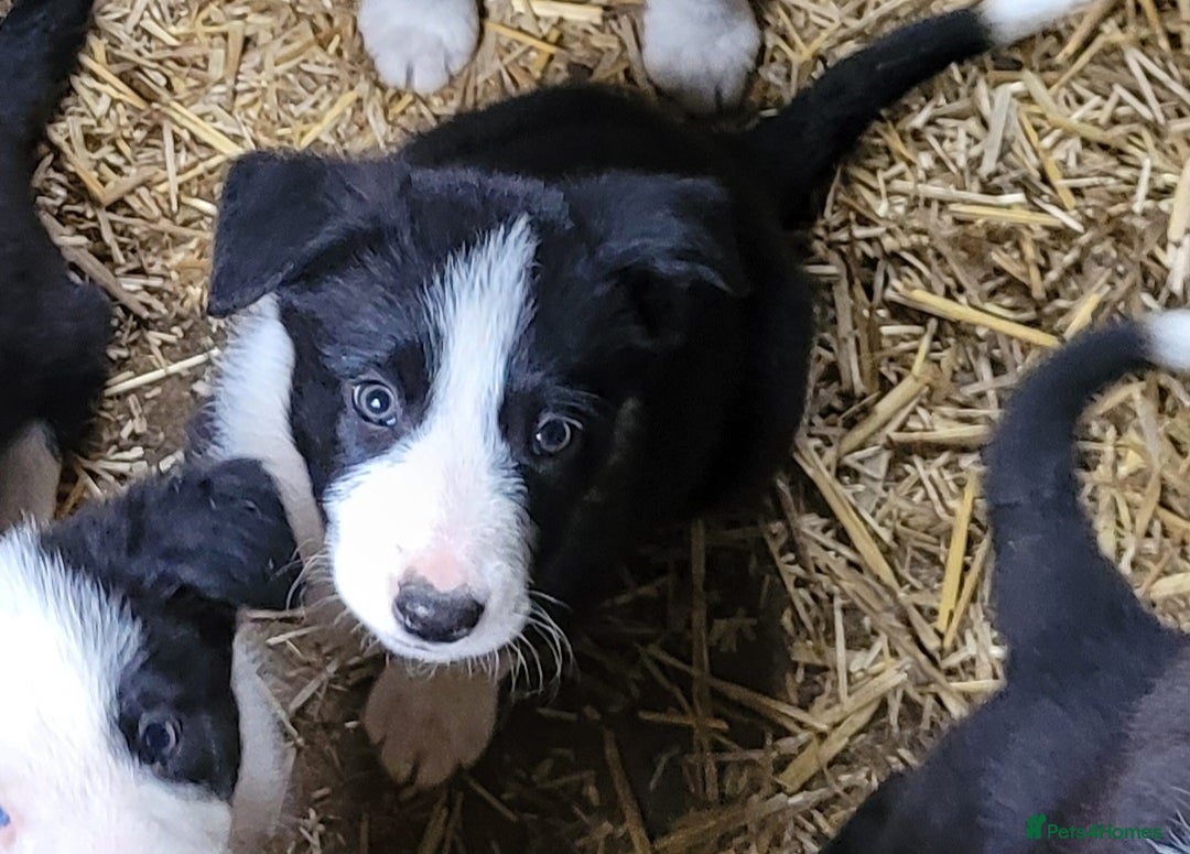 Border Collie dogs for sale: collie pups for working homes - Advert 13