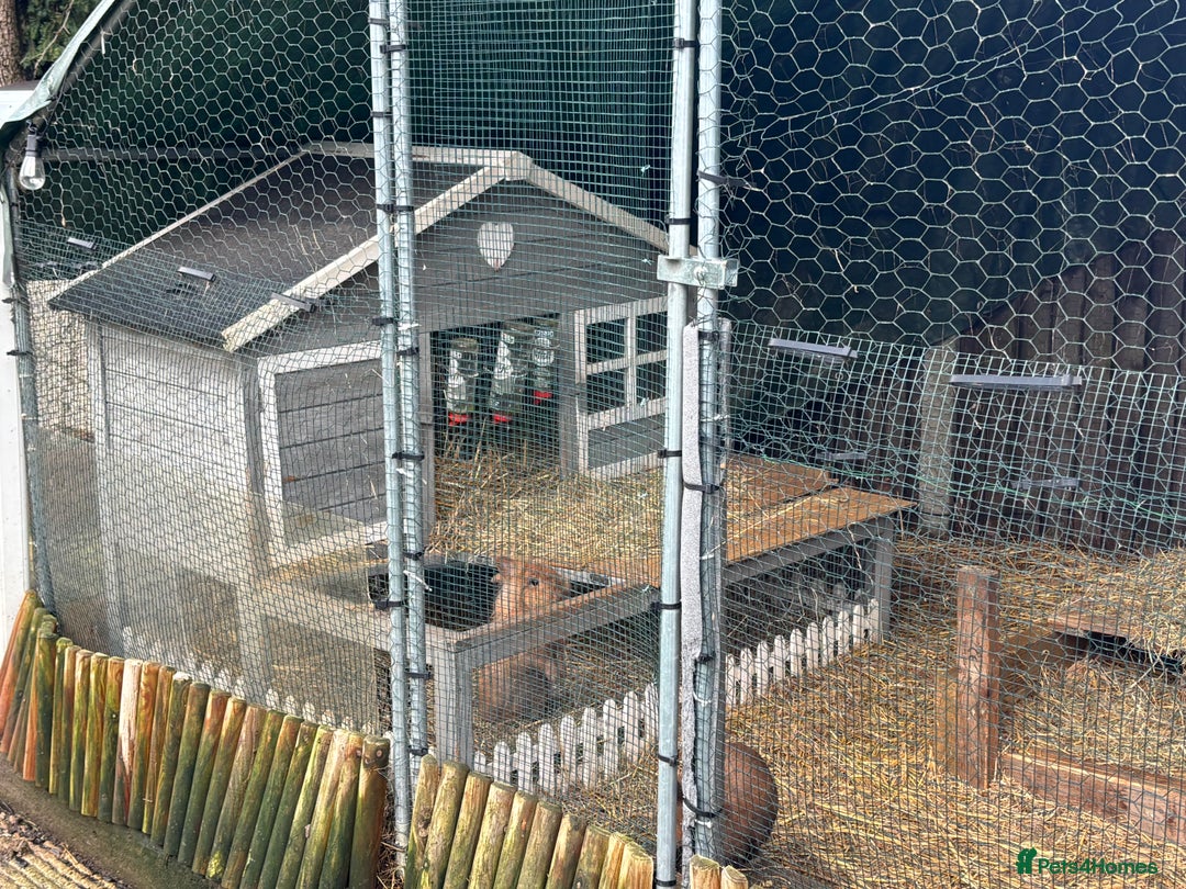 Mixed Breed rabbits for sale: Four angora crossed rabbits for sale - Advert 4