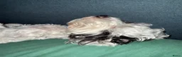 Jackapoo dogs for stud: Stud Male Jackapoo 4y/o  in Durham - Advert 11