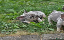French Bulldog dogs for sale: Blue and tan merle french bulldogs - Image 6