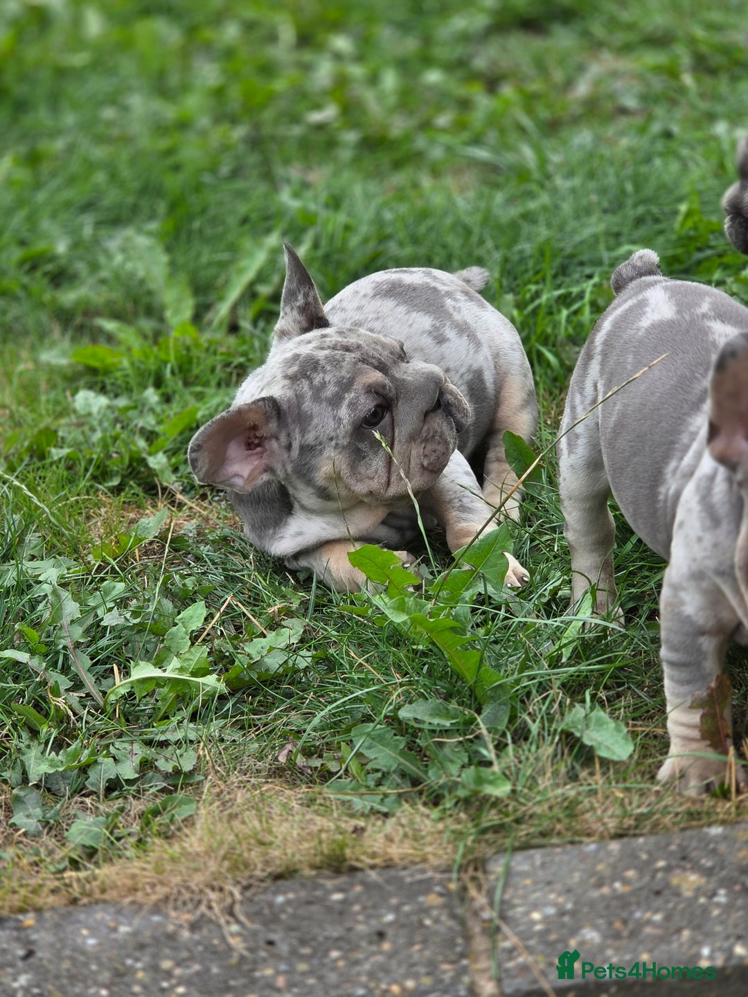 French Bulldog dogs for sale: Blue and tan merle french bulldogs - Image 6