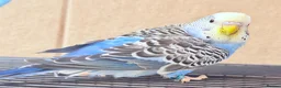 Budgerigars birds for sale: Beautiful young budgies available  - Advert 13