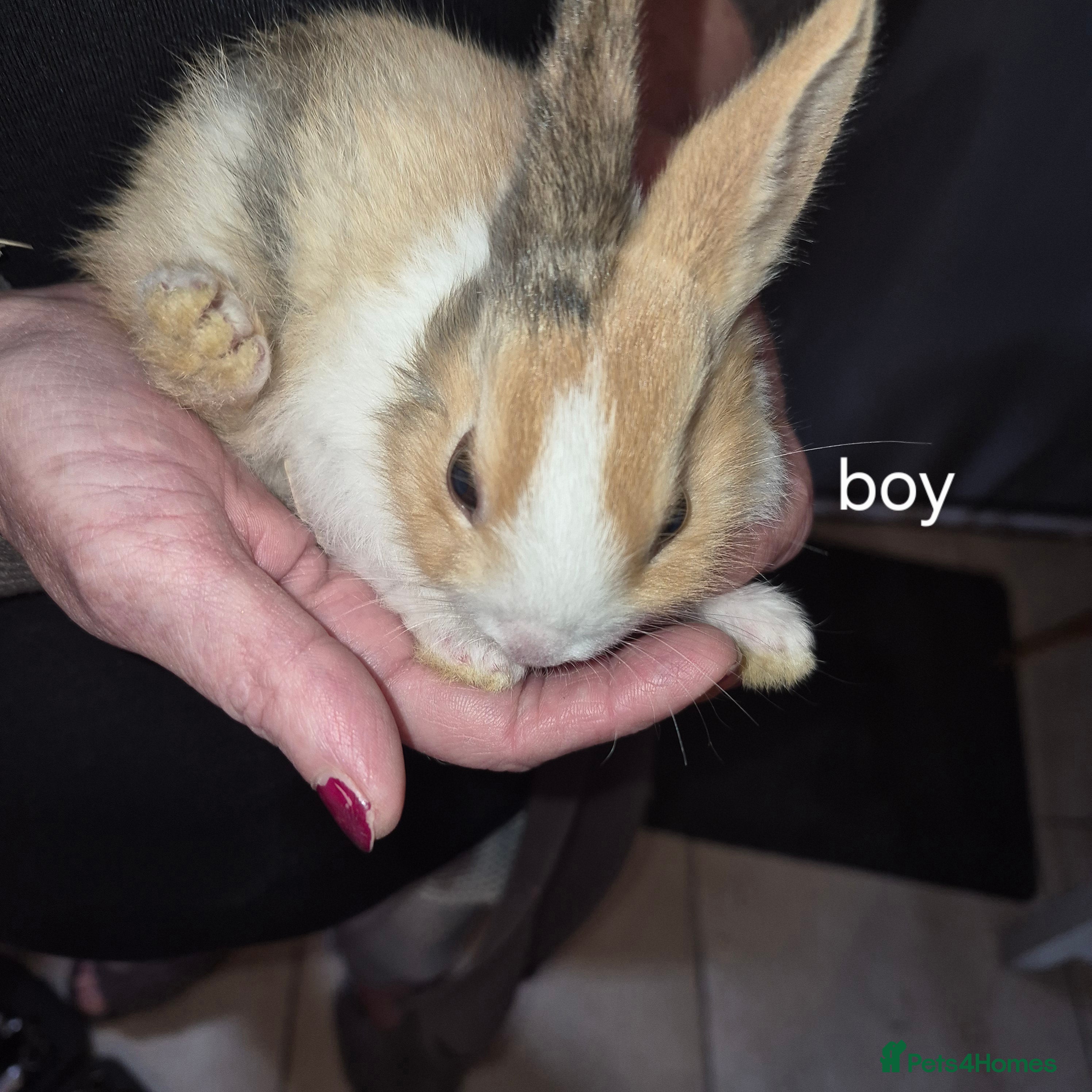 Dutch rabbits Dutch rabbits - Advert 1