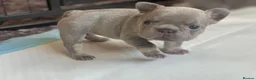 French Bulldog dogs for sale: Stunning litter of french bulldog pups !! - Advert 5
