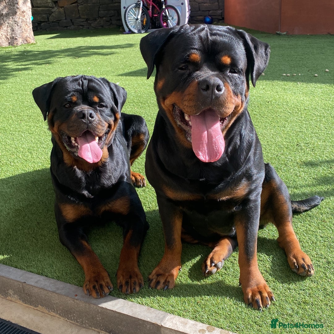 Rottweiler dogs for sale: Hulk and Ruby Rottweiler puppies  - Image 6