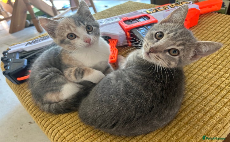 Domestic Shorthair cats - Advert 2