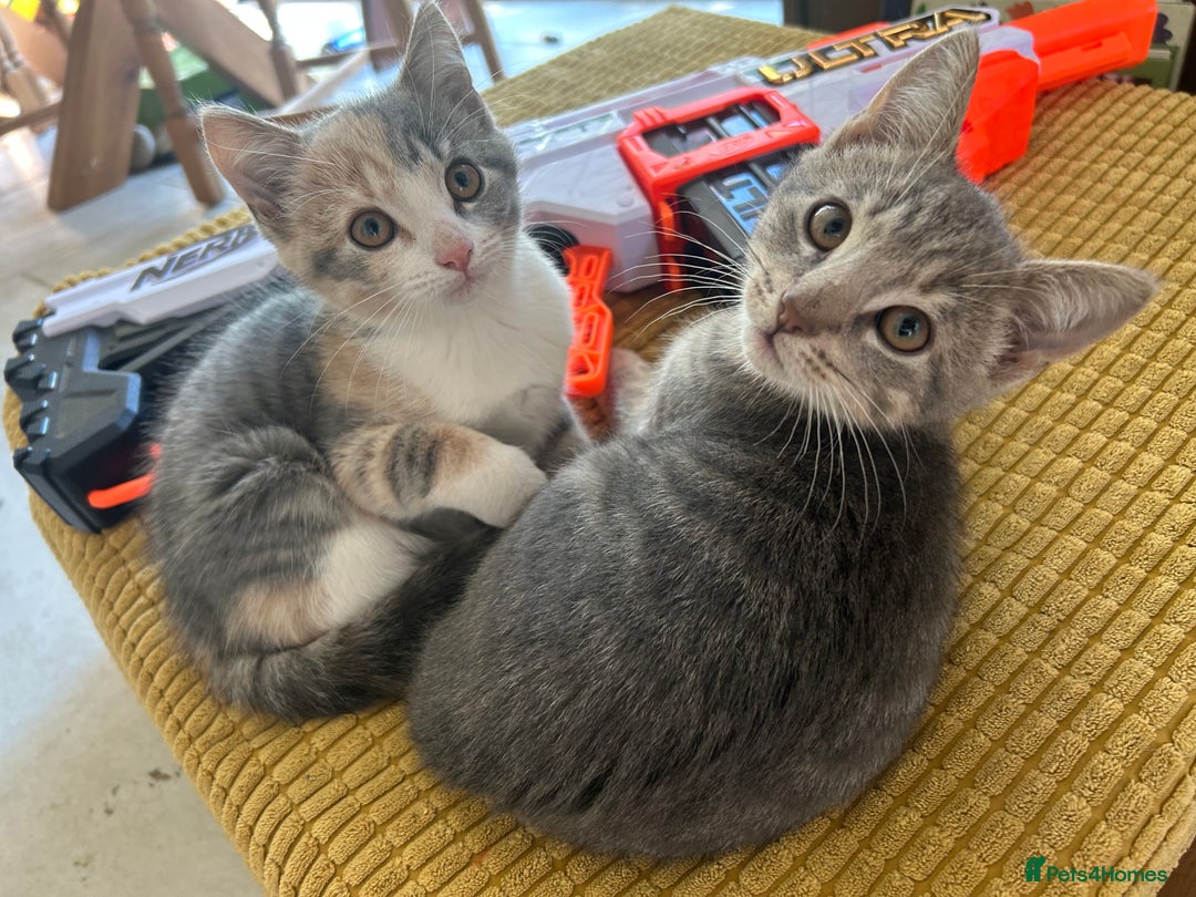Domestic Shorthair cats for sale: Beautifully bonded brother & sister to go together - Image 1