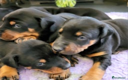 Dobermann dogs for sale: Gorgeous KC Dobermann Puppies  - Image 7