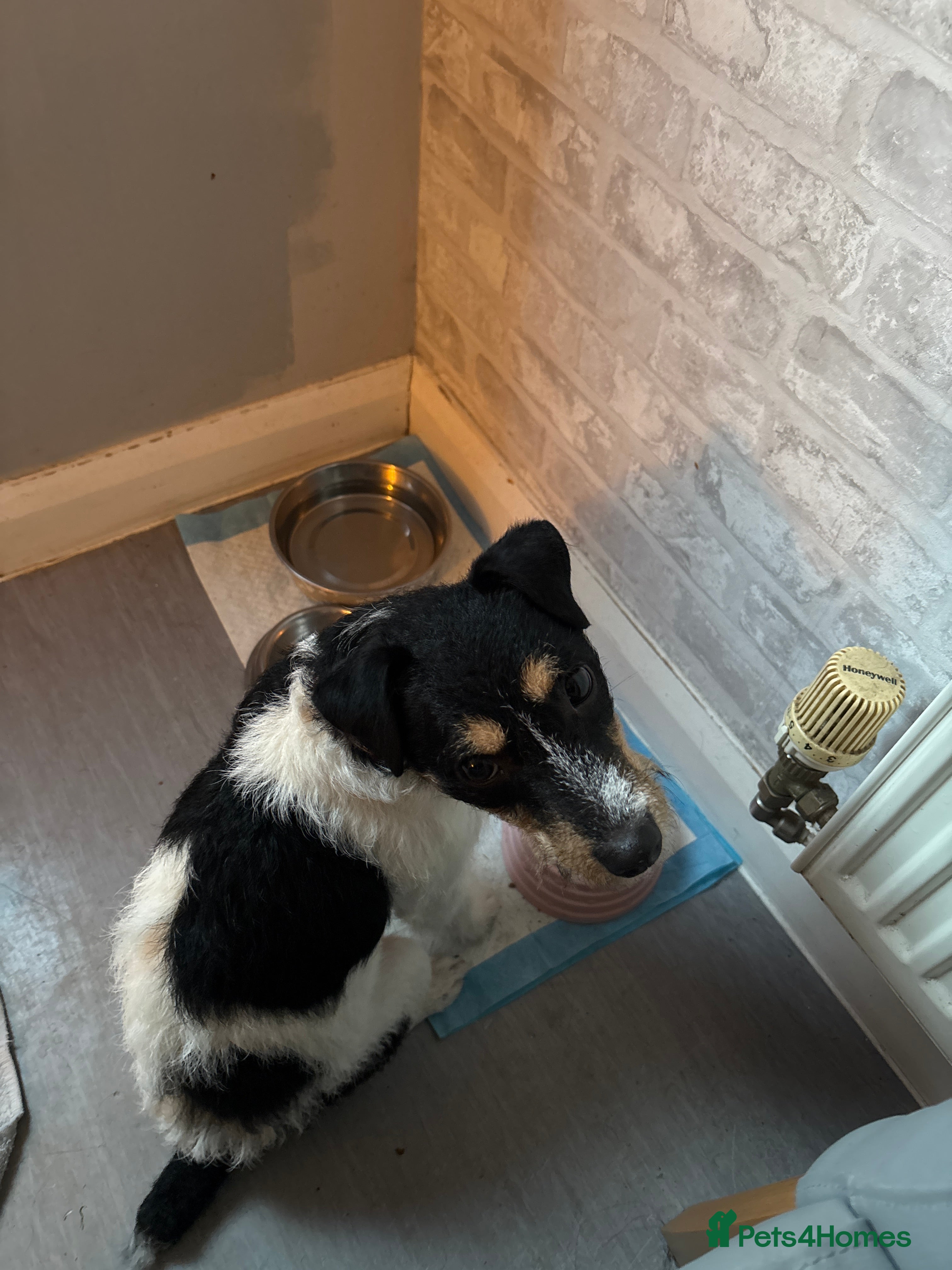 Jack Russell dogs Female Jack russell - Advert 2