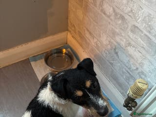 Jack Russell dogs Female Jack russell - Advert 2