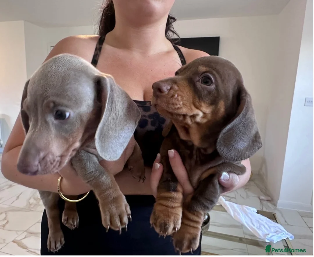 Dachshund dogs for sale: Ronnie and Reggie 💙💙 ready now - Advert 2