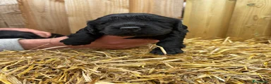 Cockalier Puppy 3