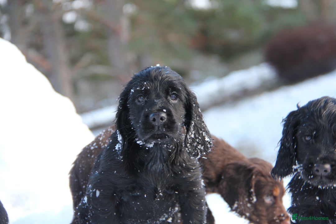 Cocker Spaniel dogs for sale: Gorgeous KC Reg Cocker Spaniels for Forever Homes - Advert 24