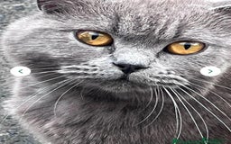 Mixed Breed cats for sale: Gorgeous British Shorthair / Bengal Kittens - Image 5