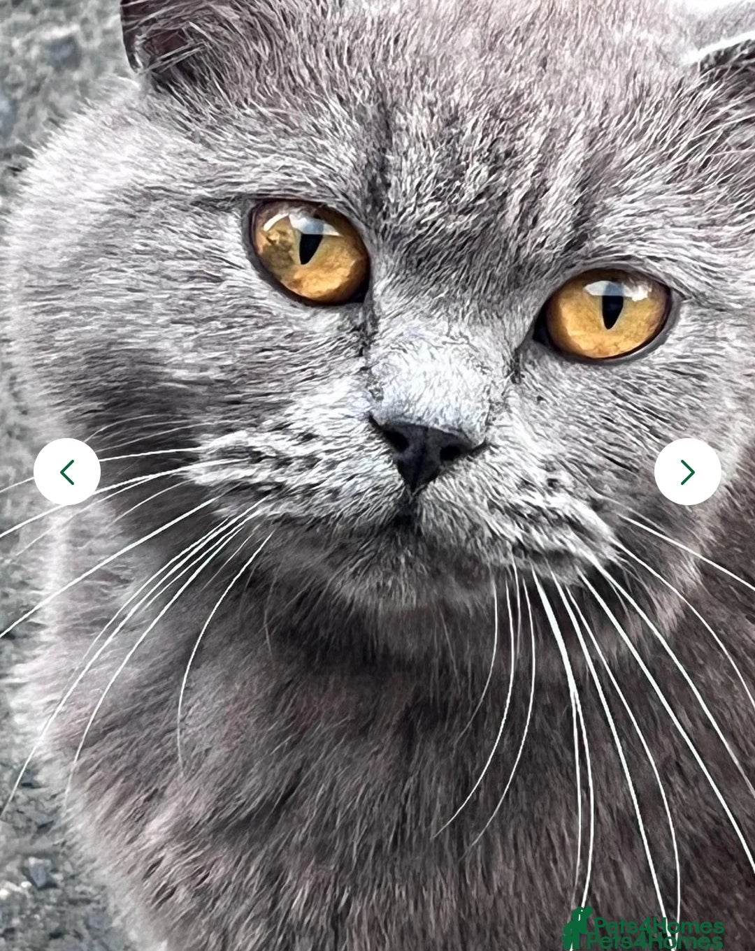 Mixed Breed cats for sale: Gorgeous British Shorthair / Bengal Kittens - Image 5