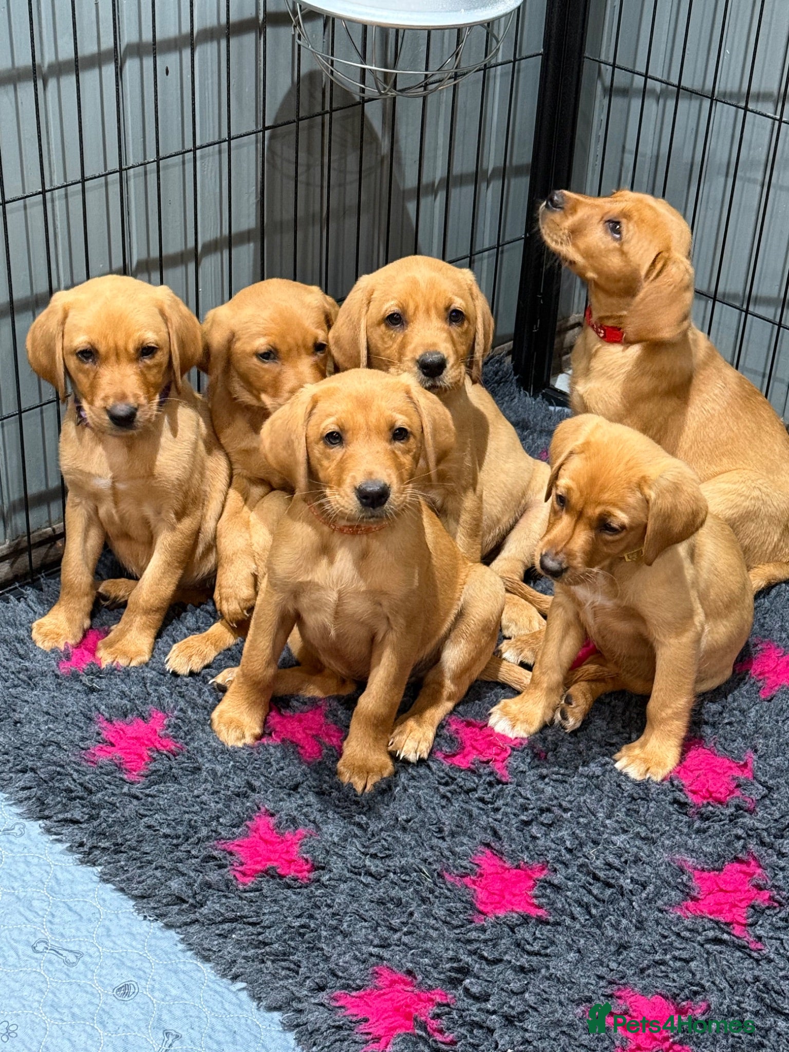 Labrador Retriever dogs *Ready Now* Labrador Puppies For Sale  - Advert 1