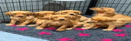 Labrador Retriever dogs for sale: *Ready Now* Labrador Puppies For Sale  - Advert 12