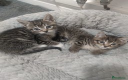 Mixed Breed cats for sale: Kittens looking for home  - Advert 5