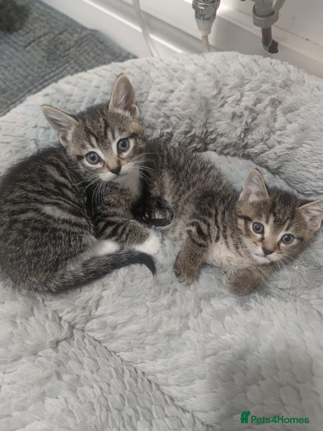 Mixed Breed cats for sale: Kittens looking for home  - Advert 5