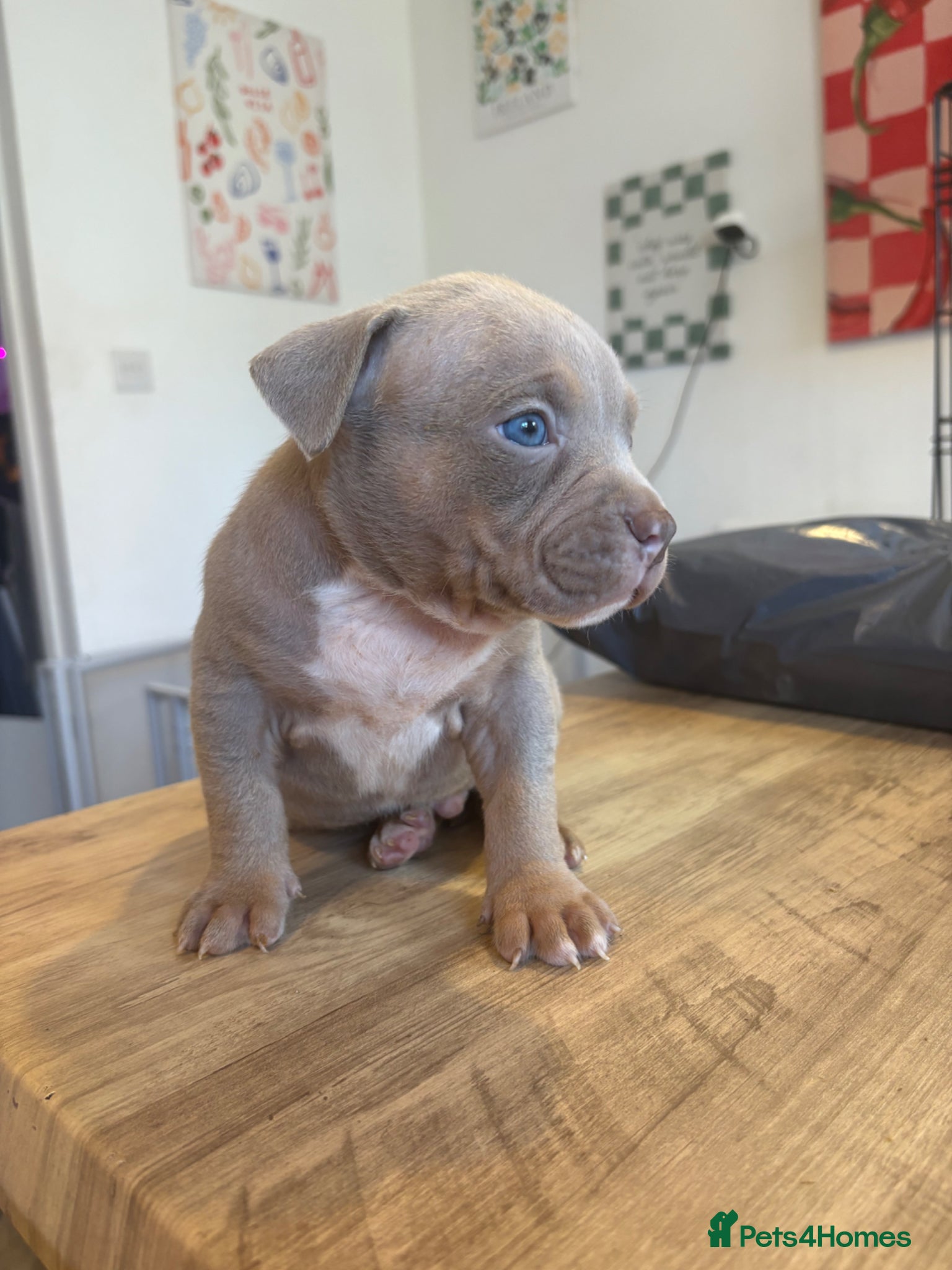 American Bully dogs 2 LEFT Pocket bully  - Advert 8