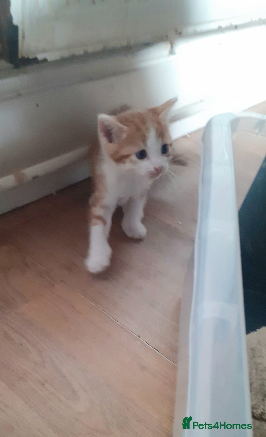 Mixed Breed cats for sale: 4 ginger boys mixed breed - Image 4