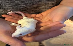 Mouse rodents for sale: 3 mice  - Image 6
