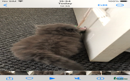 Mixed Breed cats for sale: Mix British long hair kitten(male) - Image 5