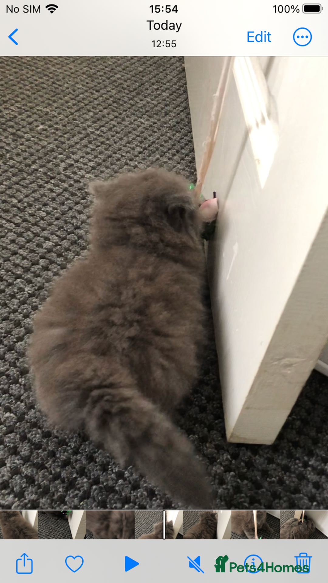 Mixed Breed cats for sale: Mix British long hair kitten(male) - Image 5