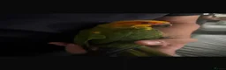 Mixed Breed birds for sale: Beautiful Hand-Reared Sun Conure Babies – Weaned  - Advert 13