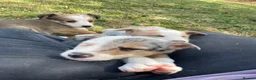 Border Collie dogs for sale: Merle collies for sale 👀 - Advert 3