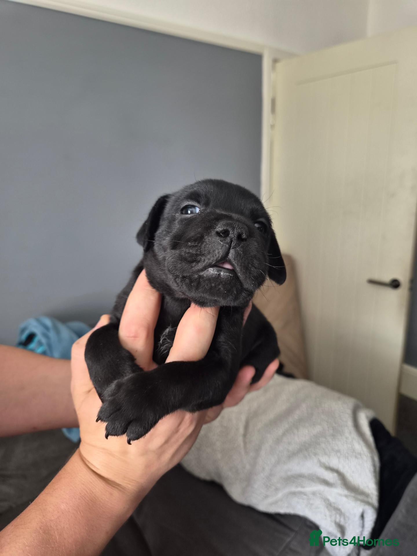 Staffordshire Bull Terrier dogs Beautiful black and blue staffy pups - Advert 2