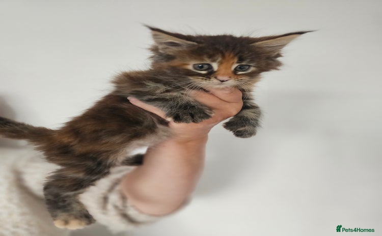 Maine Coon cats - Advert 11